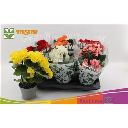 <h4>Begonia Du Gemengd</h4>