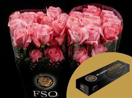 <h4>R Gr Pink X-pression Box</h4>