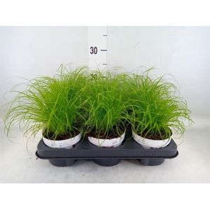 Cyperus alternifolius 'Zumula'