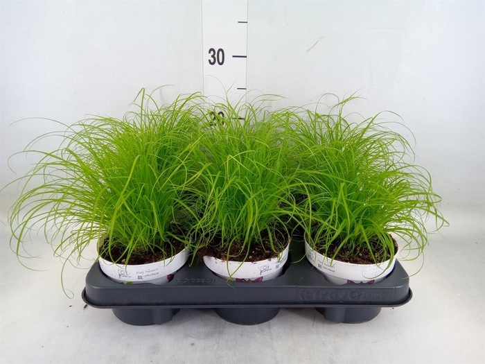 <h4>Cyperus alternifolius 'Zumula'</h4>