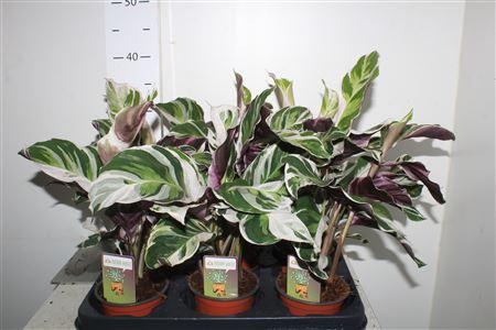 <h4>Calat Fusion White</h4>