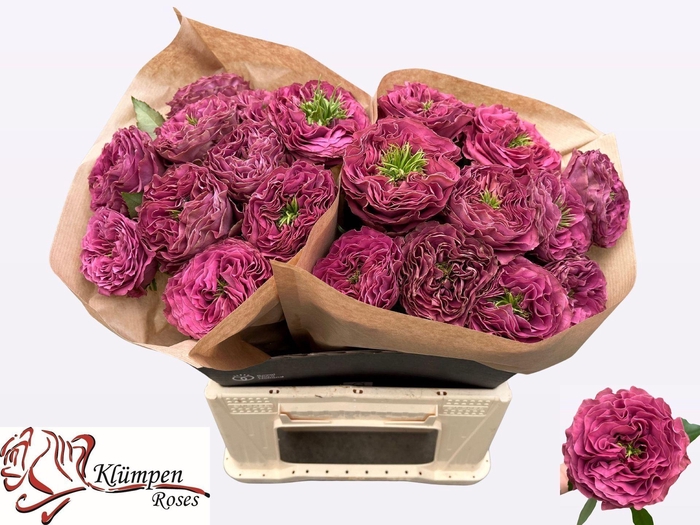 <h4>Rs gr Purple Delight</h4>
