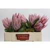 Protea Cynaroides