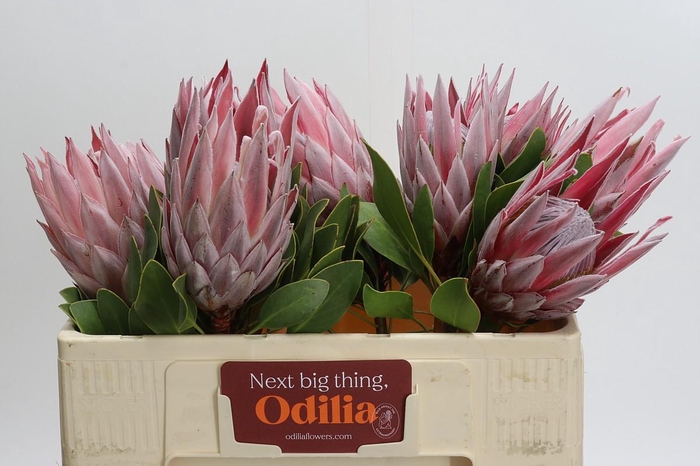 Protea Cynaroides