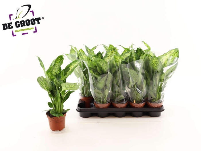 <h4>Dieffenbachia Compacta</h4>