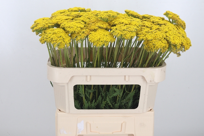 <h4>Achillea Park Variety</h4>