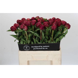 Paeonia paul m wild