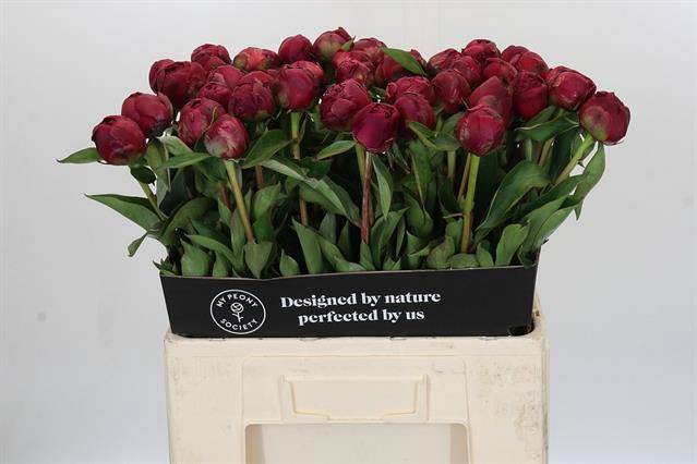 Paeonia paul m wild