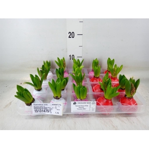 Hyacinthus orie.   ...waxed L%