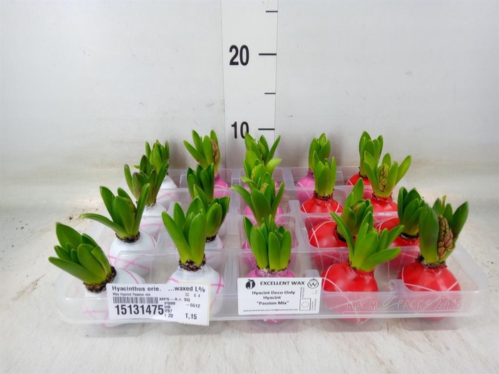 <h4>Hyacinthus orie.   ...waxed L%</h4>