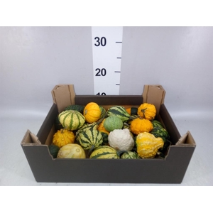 Cucumis  'Decumis'   .../stuk