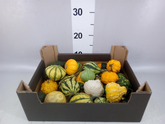 <h4>Cucumis  'Decumis'   .../stuk</h4>