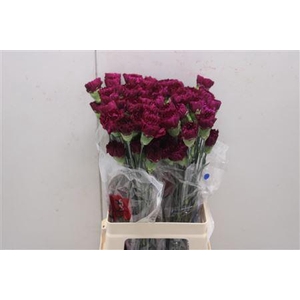 Di St Afortunada Purple