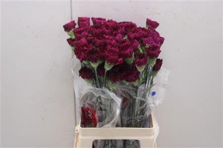 <h4>Di St Afortunada Purple</h4>
