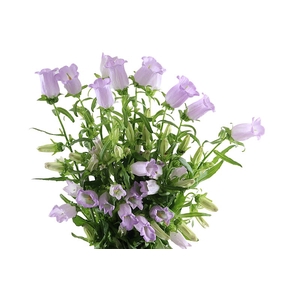 Campanula Champion Lavendel