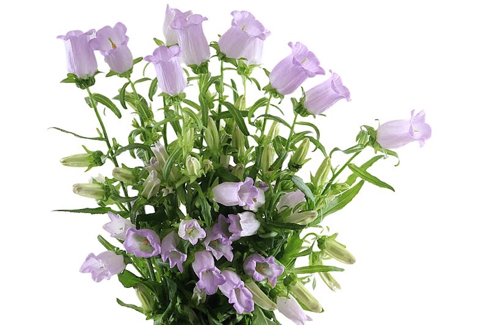 Campanula Champion Lavendel