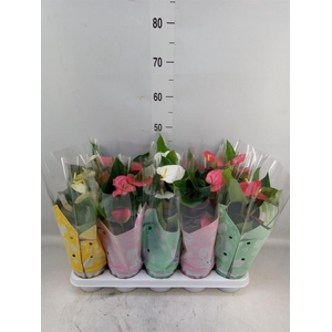 Anthurium   ...mix 4
