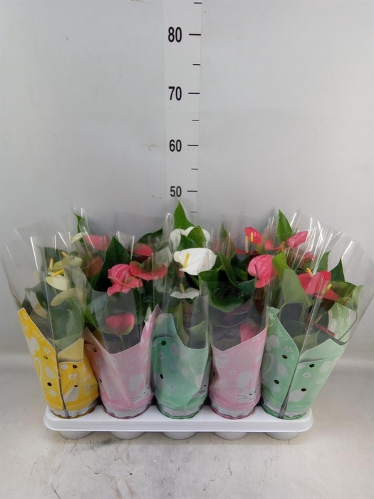 <h4>Anthurium   ...mix 4</h4>