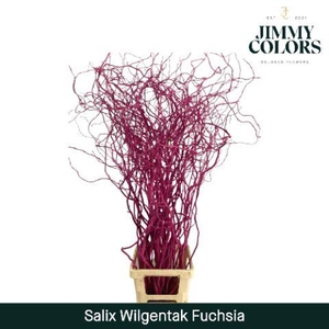 Salix Golden Curls Fuchsia