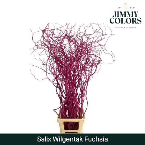 <h4>Salix Golden Curls Fuchsia</h4>
