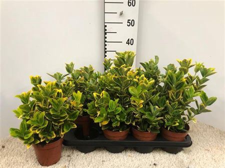 <h4>Euonymus Ja Aureus</h4>