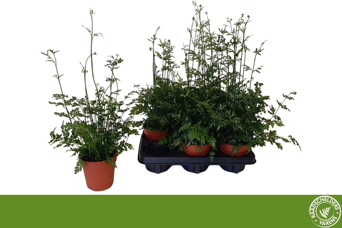<h4>PTERIS EVERGEMIENIS</h4>