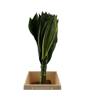 Aspidistra Variegata 70cm