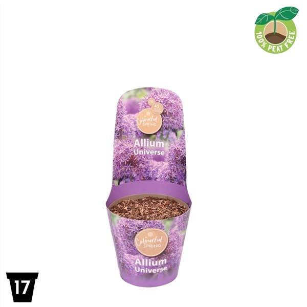 <h4>Allium Universe XXL</h4>