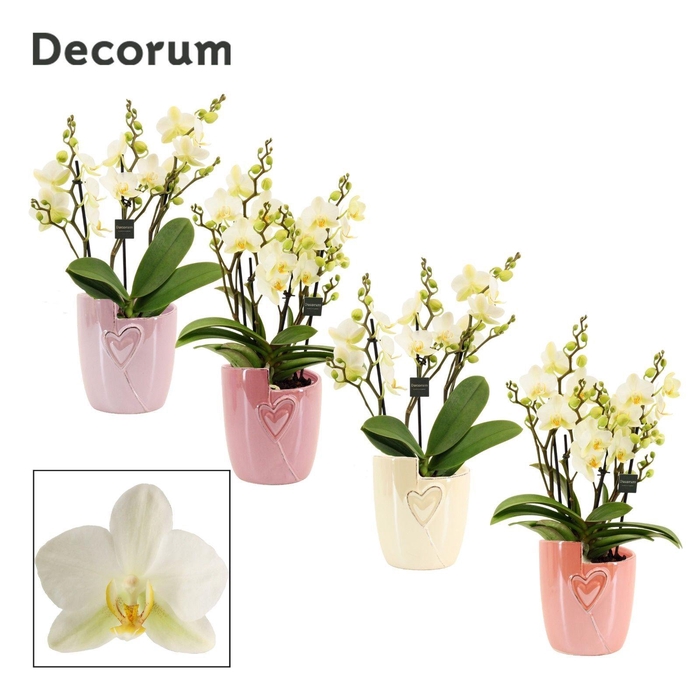 <h4>Phalaenopsis dazzling Lausanne 3-4 tak in Joa (Special moods-co)</h4>