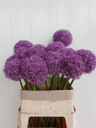 <h4>Allium Globemaster</h4>