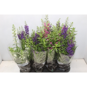 ANGELONIA P14 VARIADO