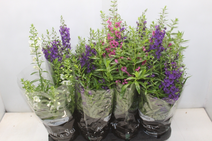 <h4>ANGELONIA P14 VARIADO</h4>