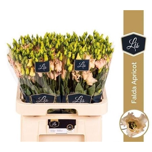 Eustoma russellianum enkelbloemig 'Falda Apricot'