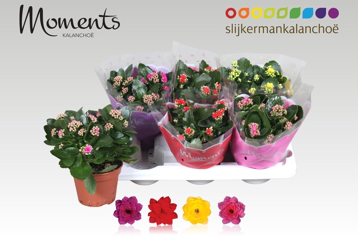 <h4>KAL GE GEM 4 KL</h4>