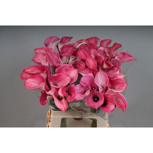 CALLA CAPTAIN ROMANCE ZANT CAPT ROM