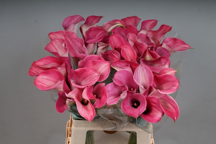 <h4>CALLA CAPTAIN ROMANCE ZANT CAPT ROM</h4>