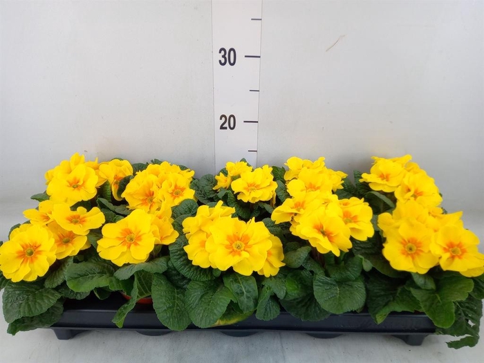 <h4>Primula ac.   ...</h4>