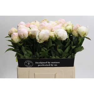 Paeonia Mothers Choice