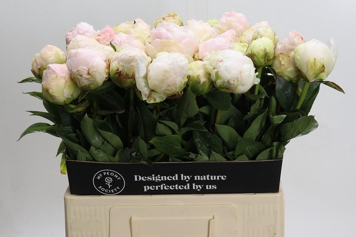 <h4>Paeonia Mothers Choice</h4>