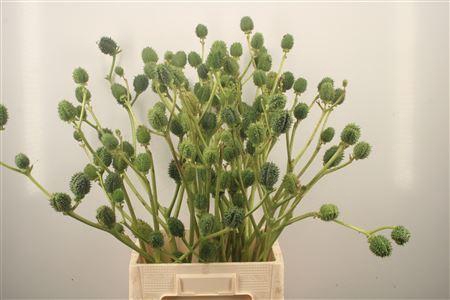 <h4>Datura Metel</h4>