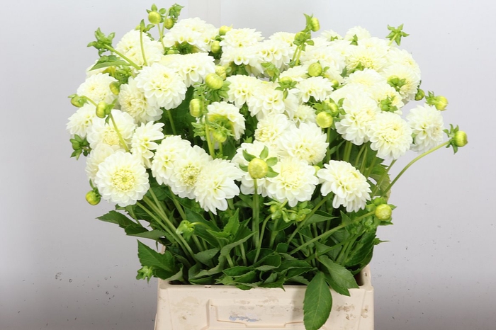 <h4>Dahl Pom White Aster</h4>