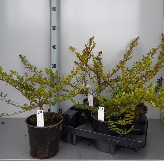 <h4>LON S PILEATA</h4>