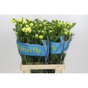 Ranunculus Butterfly Helios