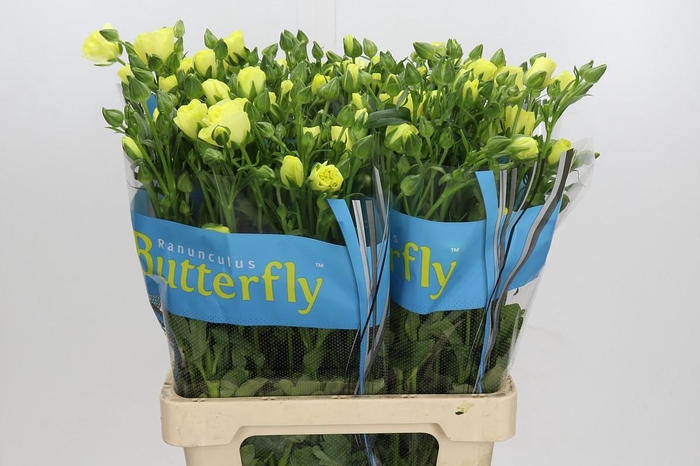 <h4>Ranunculus Butterfly Helios</h4>