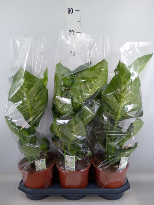 <h4>Dieffenbachia seg. 'Tropic Snow'</h4>