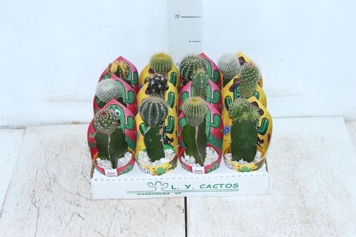 <h4>CACTUS ENXERTADO P07</h4>