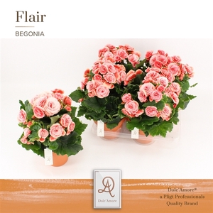 Begonia Borias P14 Dolc'Amore® Terracotta Keramiek