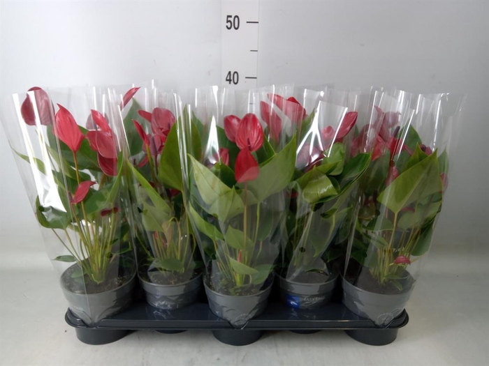 <h4>Anthurium 'Banderola Lava'</h4>