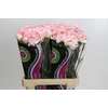 Dianthus St Poirot Bianco