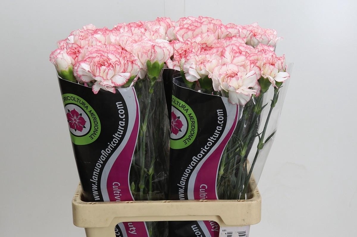 Dianthus St Poirot Bianco